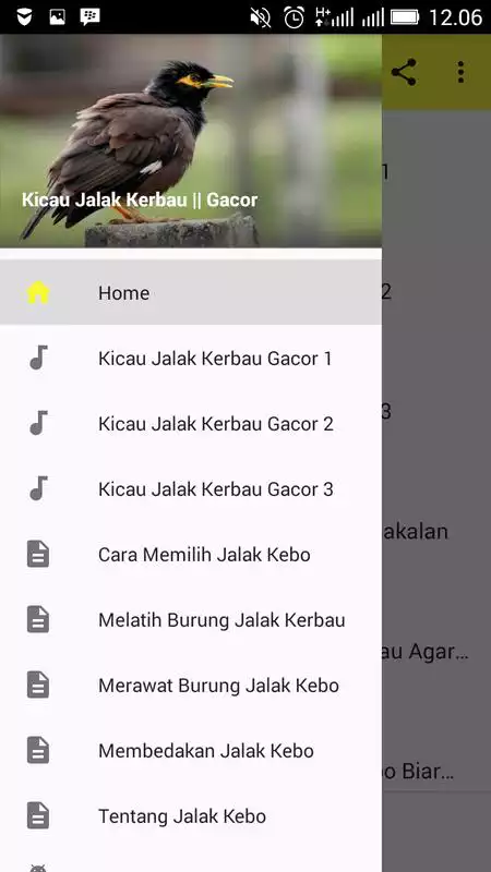 Play Kicau Jalak Kerbau||Gacor